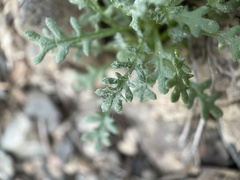 Gilia cana