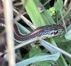 Thamnophis ordinoides