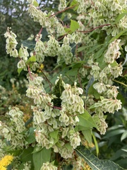 Fallopia