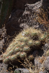 Mammillaria compressa compressa