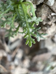 Gilia cana