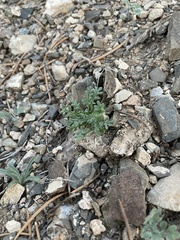 Gilia cana