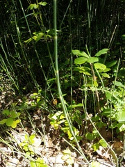 Equisetum hyemale