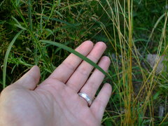 Symphyotrichum robynsianum