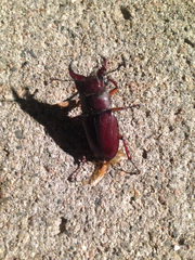 Lucanus capreolus