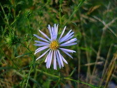 Symphyotrichum robynsianum