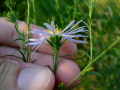 Symphyotrichum robynsianum