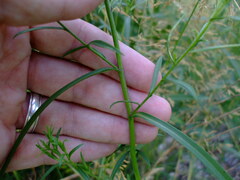 Symphyotrichum robynsianum