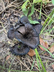 Craterellus