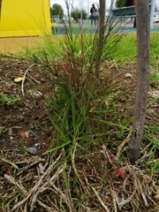 Russelia equisetiformis