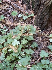 Tiarella trifoliata