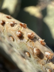 Opuntia basilaris basilaris