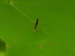 Vasates aceriscrumena