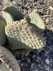 Opuntia basilaris basilaris