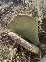 Opuntia basilaris basilaris