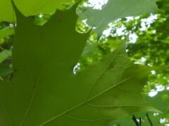 Vasates aceriscrumena