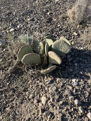 Opuntia basilaris basilaris