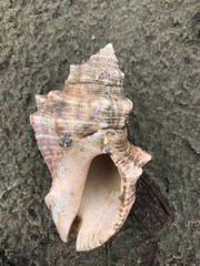 Stramonita canaliculata