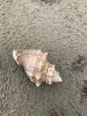 Stramonita canaliculata