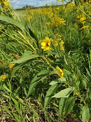 Helianthus grosseserratus