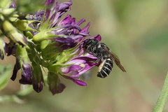 Megachile montivaga
