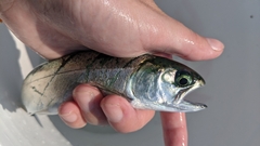 Oncorhynchus kisutch