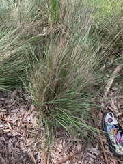 Poa labillardierei