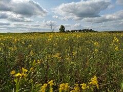 Helianthus grosseserratus