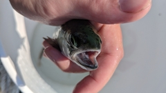 Oncorhynchus kisutch