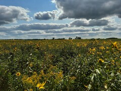 Helianthus grosseserratus