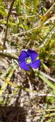 Gentianopsis thermalis