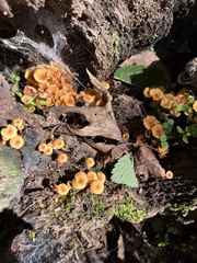 Xeromphalina