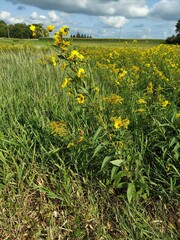 Helianthus grosseserratus