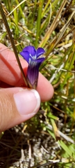 Gentianopsis thermalis