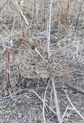 Crotalus viridis