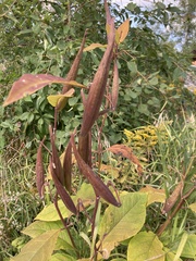 Asclepias exaltata
