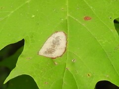 Phyllonorycter
