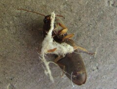 Heteroderes amplicollis