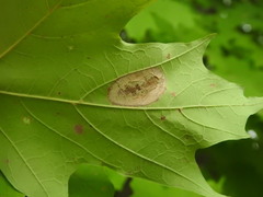 Phyllonorycter