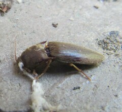 Heteroderes amplicollis