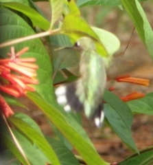 Archilochus colubris