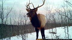 Cervus canadensis canadensis