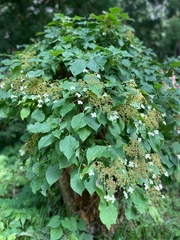 Hydrangea petiolaris