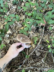 Tylopilus plumbeoviolaceoides