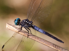 Cannaphila insularis