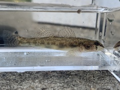 Etheostoma olmstedi