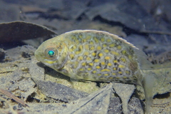 Siganus guttatus