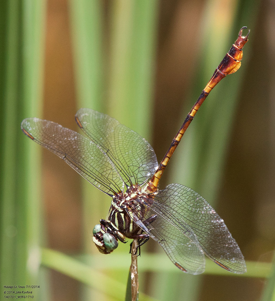 Narrow-striped Forceptail