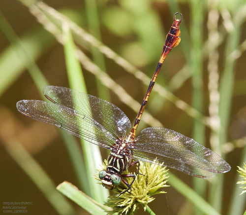Narrow-striped Forceptail photo 5