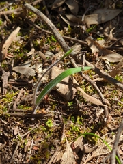 Caladenia tentaculata